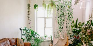 Home Decor With Indoor Plants